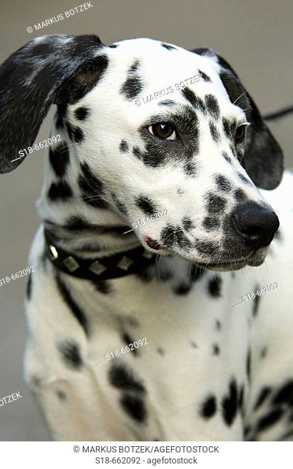Portrait of a young Dalmatian. Germany
