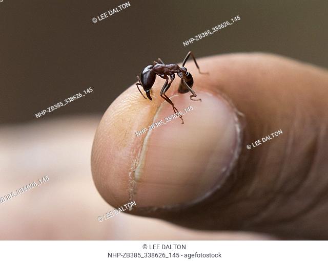 Safari Ant (Dorylus sp.) biting man's thumb, Ngorongoro crater, southern Serengeti, Tanzania