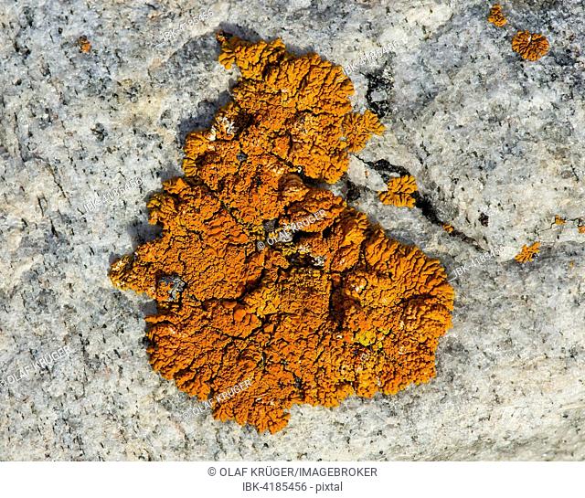 Firedot lichen (Caloplaca sp.) on granite, Kejser Franz Joseph Fjord, Northeast Greenland National Park, Greenland