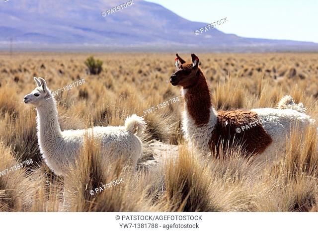 Llamas in the vicinity of Negrillos village in Bolivia