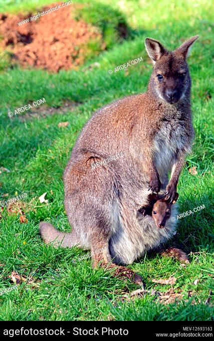 Bennett\'s Wallaby / red-necked wallaby with joey in the pouch. Eastern Australia and Tasmania