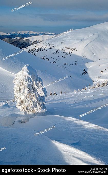 Snow covered fir trees on snowy mountain plateau, tops with snow cornices in far. Magnificent sunny day on picturesque beautiful alps ridge