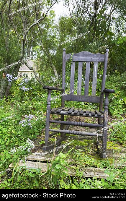 Old woodem high back rocking armchair on raised platform bordered by Boltonia asteroides - False Chamomile or False Aster in residential backyard garden in late...