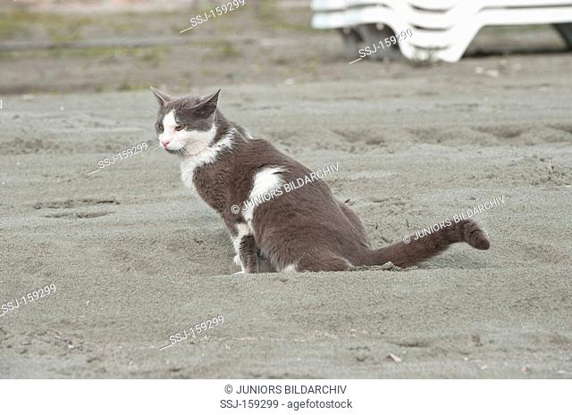 cat pooping in sand