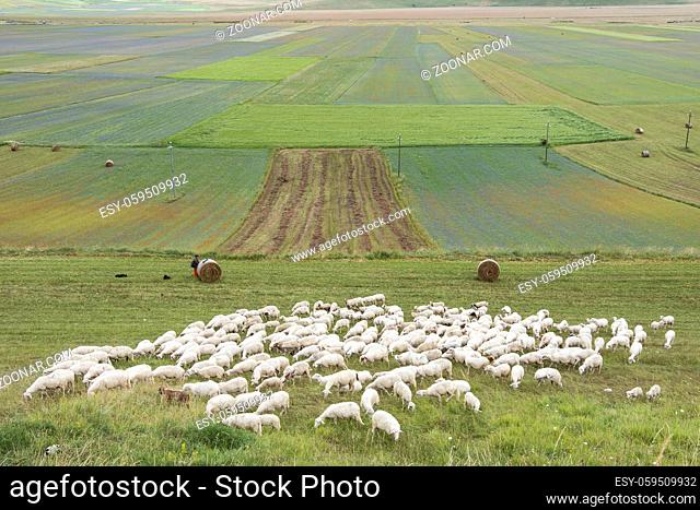 a flock of sheep in the plain of Castelluccio, Italy