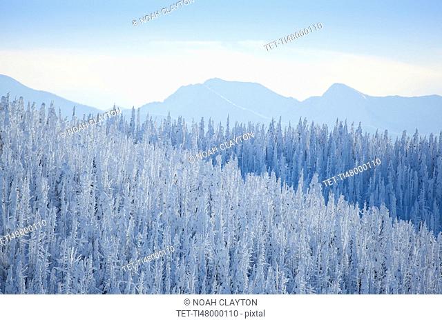 Tree tops covered with fresh snow