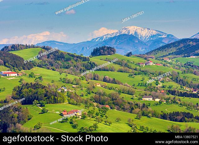 Weistrach, farmhouses, meadow, blooming pear trees, view to snow capped mountain Ötscher in Mostviertel region, Niederösterreich / Lower Austria, Austria