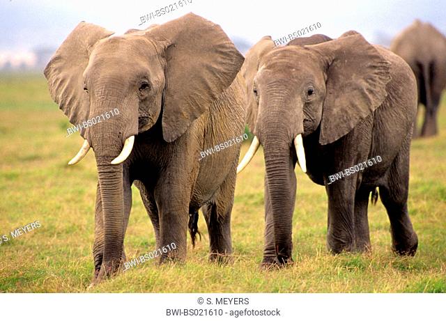 African elephant (Loxodonta africana), two elephant, Kenya, Amboseli National Park