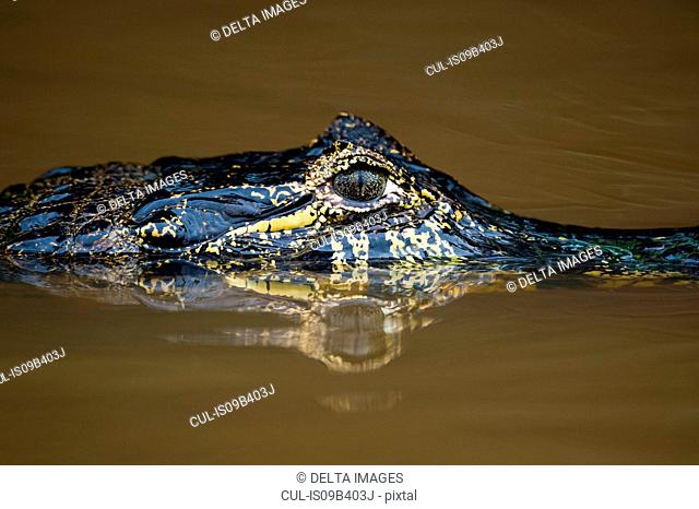 Close up of yacare caiman (Caiman crocodylus yacare) in Cuiaba river, Pantanal, Mato Grosso, Brazil