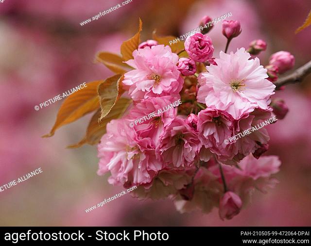 03 May 2021, Saxony-Anhalt, Magdeburg: In changeable weather the sun comes through now and then and lets the blossoms of the Japanese ornamental cherry near the...
