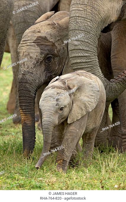 Baby and young African elephant Loxodonta africana, Addo Elephant National Park, South Africa, Africa