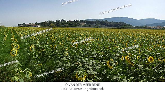 Spain, Europe, Sunflowers, Banyoles, Catalonia Spain, flower, field, hills, mountains, agriculture