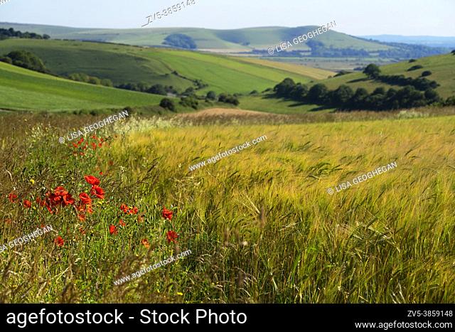 Common Poppies (Papaver rhoeas) in field of Barley (Hordeum vulgare) on the South Downs, Sussex, England, UK
