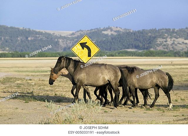 Wild horses crossing road in front of road sign at the Black Hills Wild Horse Sanctuary, the home to Americas largest wild horse herd, Hot Springs, South Dakota
