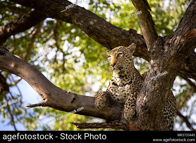 A leopard, Panthera pardus, lies in a tree, looking out of frame