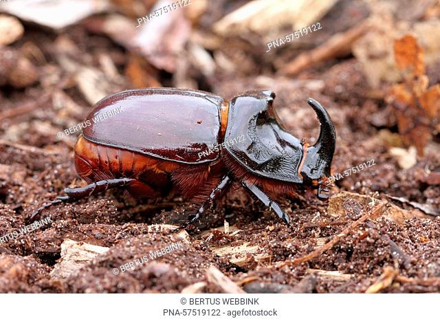 Rhinoceros Beetle (Oryctes nasicornis), Scarab beetles (Scarabaeidae), Beetles (Coleoptera), Insects (Insecta), Arthropods (Arthropoda), fauna - Twente