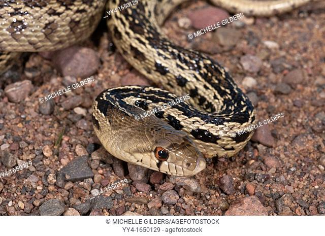 San Diego gopher snake, Pituophis catenifer annectens, native to Southern California and Baja California
