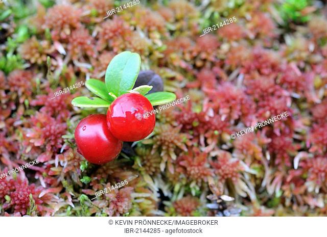 Cranberries (Vaccinium vitis-idaea) on moss, Ringebufjellet, Norway, Europe