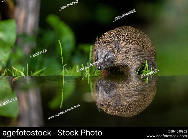 France, Bretagne, Ille et Vilaine, Common hedgehog (Erinaceus europaeus), near a pond in an undergrowth, Level of water digitaly manipulated