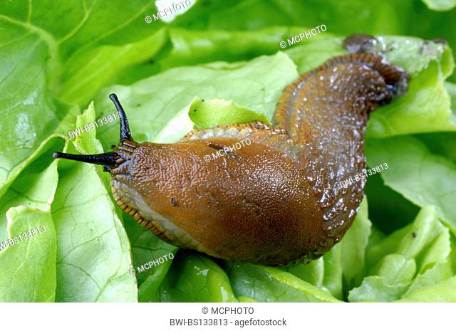 Spanish slug, Lusitanian slug (Arion lusitanicus, Arion vulgaris), single animal feeding on salad