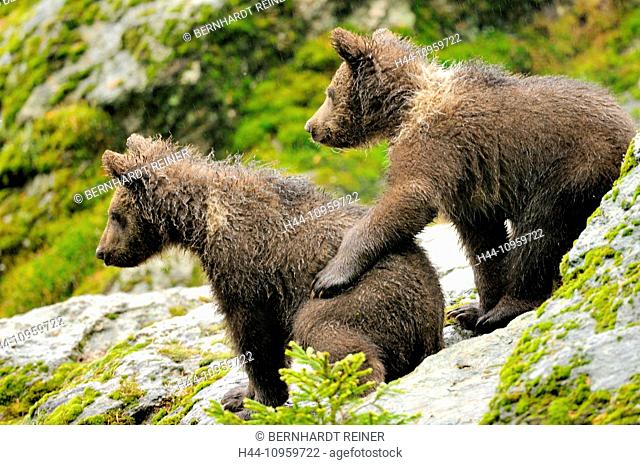 Brown bear, European bear, European brown bear, predator, Ursus arctos, bear, young, spring, animal, animals, Germany, Europe