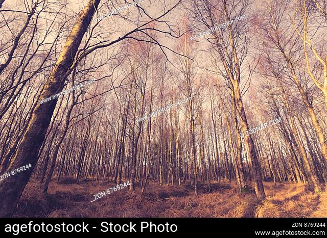 Birch trees without leaves in the forest at autumn