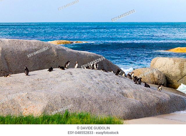 African penguin colony from Simon's town conservancy area, South Africa. African wildlife