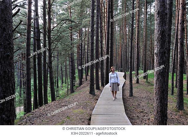 footway through the coastal pine forest in Ragakapa Nature Reserve, Lielupe area, Jurmala, Gulf of Riga, Latvia, Baltic region, Northern Europe