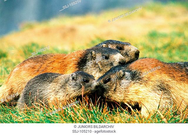 Alpine marmot / Marmota marmota