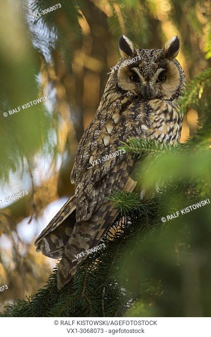 Long-eared Owl ( Asio otus ) sits well camouflaged between green branches of a conifer, watching attentively, wildlife, Europe