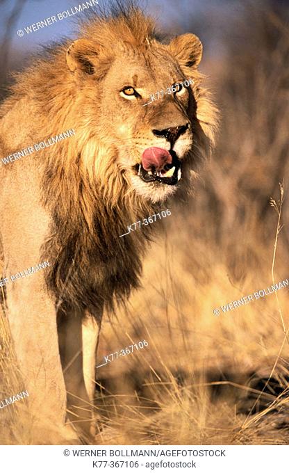 Lion (Panthera leo) in captivity. Game Farm. Namibia