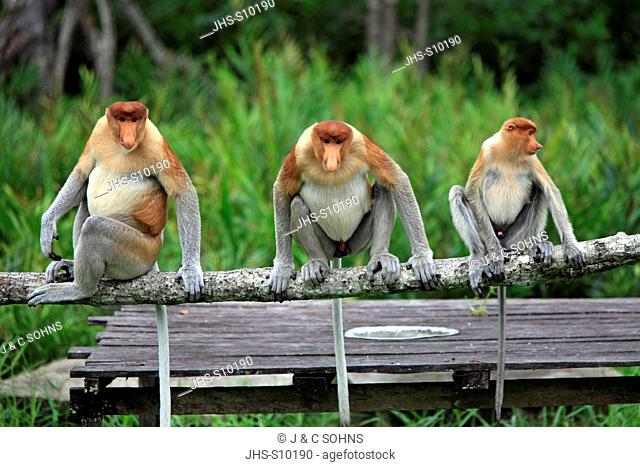 Proboscis Monkey, Nasalis larvatus, Labuk Bay, Sabah, Borneo, Malaysia, Asia, group of males