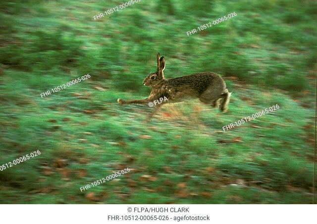 Hare European Lepus europaeus Running across meadow