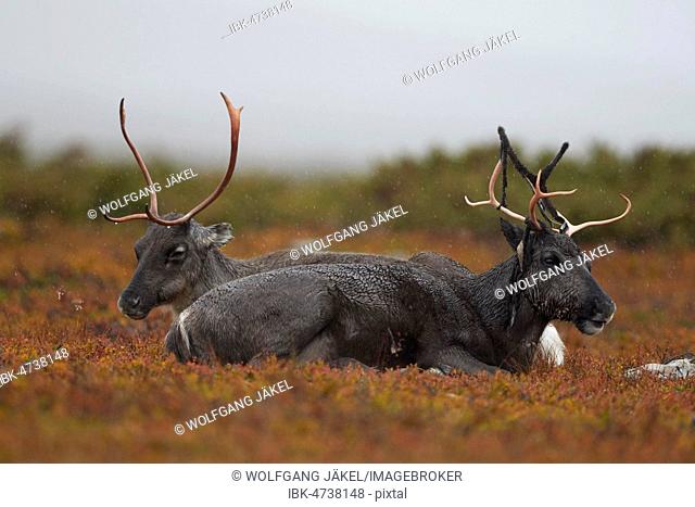 Reindeers (Rangifer tarandus) resting on the autumnal Fjäll, an animal with partly abraded antler skin, Flatruet, Härjedalen, Sweden