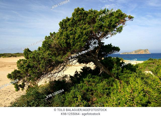 Sabina, Juniperus Phoenicea, Playas de Comte, comte beach Sant Antoni de Portmany Ibiza Spain Illes Balears