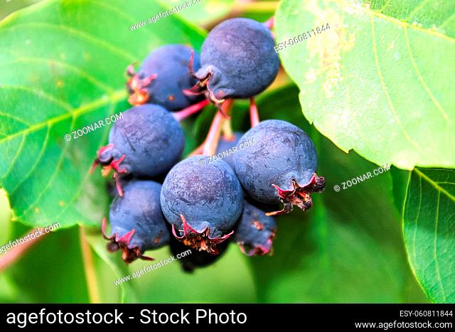 A cluster of ripe saskatoon berries hanging between leaves