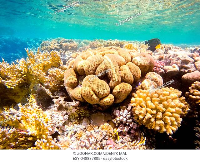 beautiful colorful coral garden in red sea with fantastic shapes and colors with fish, Marsa Alam, Egypt