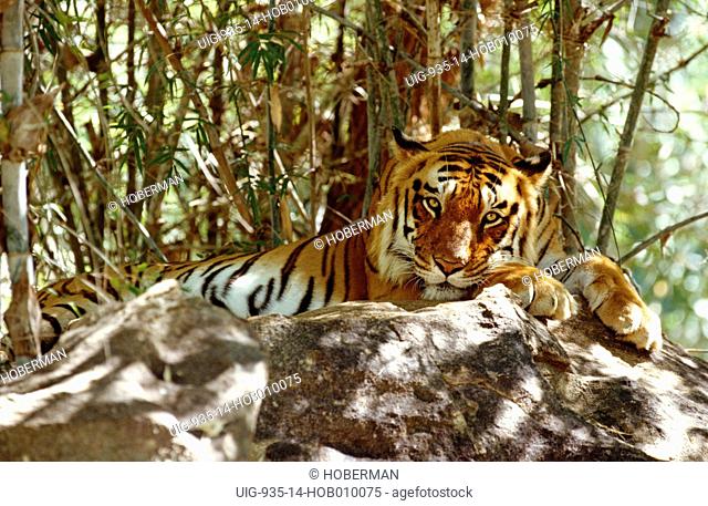 Bengal Tiger lying on rock, India
