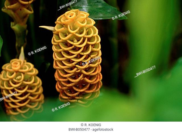 Beehive Ginger (Zingiber spectabile), inflorescences