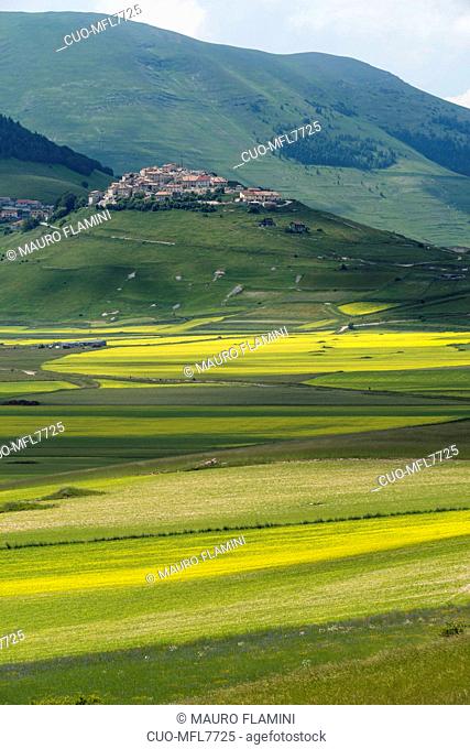 Monti Sibillini National Park, Flowering, View of Castelluccio di Norcia; Umbria, Italy, Europe