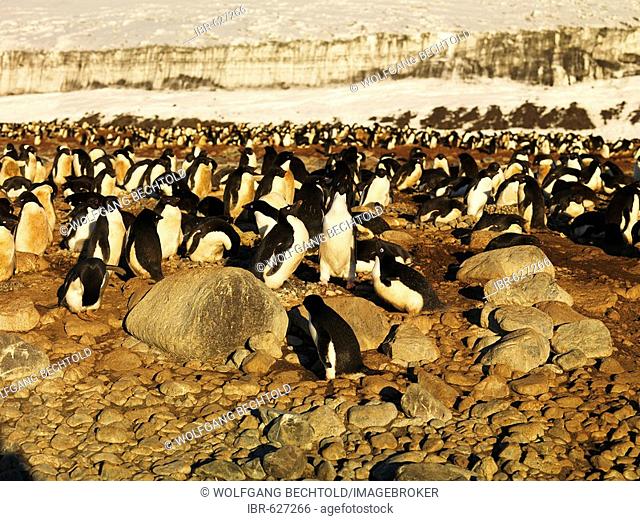 Adélie Penguin (Pygoscelis adeliae) colony, Franklin Island, Antarctica
