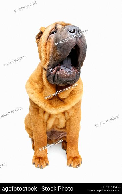 beautiful shar pei puppy isolated on white background. copy space