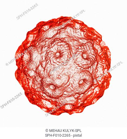 Brome mosaic virus (BMV), computer artwork