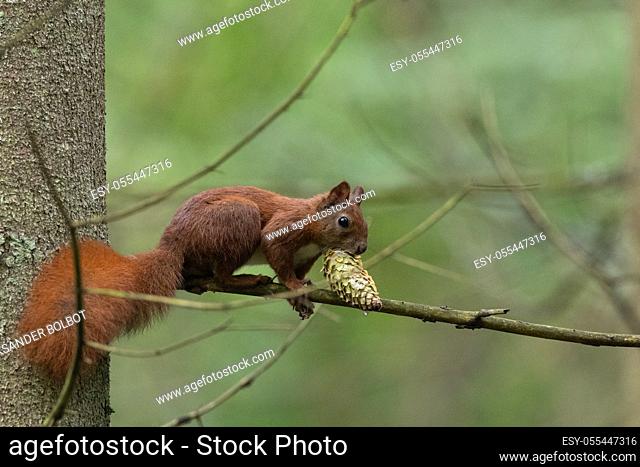 Eurasian Red Squirrel sitting on pine branch in early spring with spruce cone, Bialowieza forest, Poland, Europe