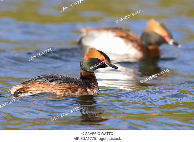 Horned Grebe (Podiceps auritus), couple swimming in a lake