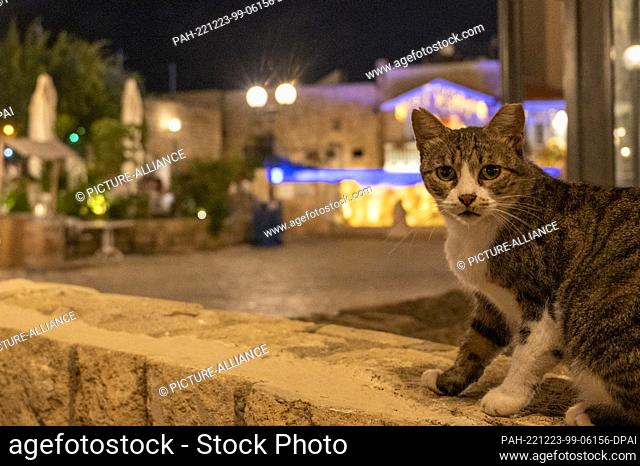 12 September 2022, Israel, Tel Aviv: A cat sits on a wall in the Jaffa neighborhood. Photo: Christophe Gateau/dpa. - Tel Aviv/Israel