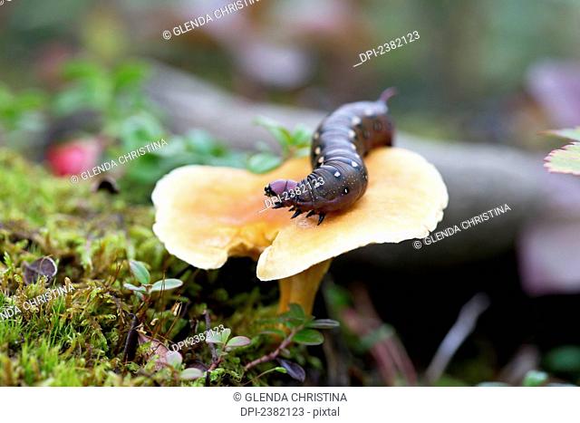 A hornworm on a mushroom; Palmer, Alaska, United States of America