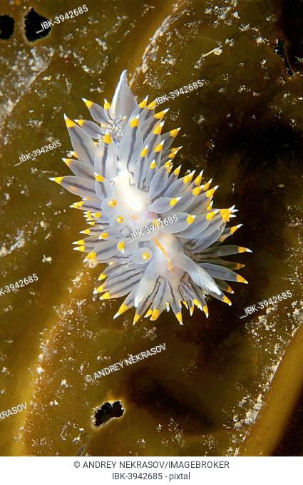 White-and-orange-tipped Nudibranch (Janolus fuscus), Sea of Japan, Russia