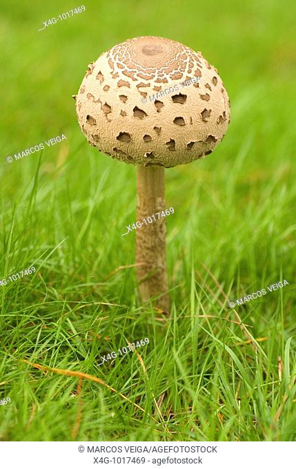 Seta comestible conocida como cucurril, parasol o lepiota, Parasol mushroom, Macrolepiota procera, Pontevedra, España