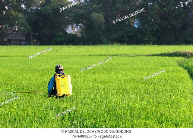 Vietnamese farmer at work in his rice field. Spraying pesticide. Hoi An. Vietnam. | usage worldwide. - Hoi An/Quang Nam/Vietnam